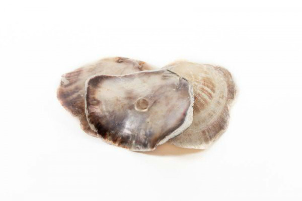 Muschel 1kg Placuna Ephium