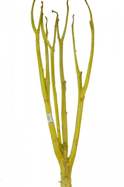 Artischocke Plant, limette
