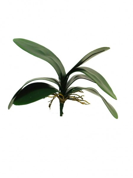 Orchideenblatt x7 29cm, grün