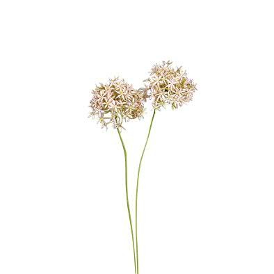 Allium 66cm mit 2 Blüten, mauve