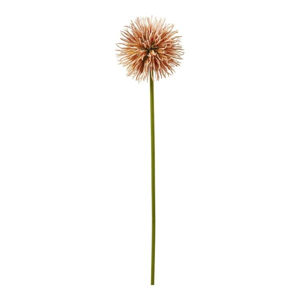 Allium 50cm, orange