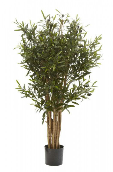 Oliven Baum 100cm 2.184Blatt 36Früchte