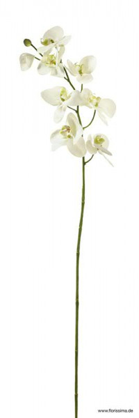 Phalaenopsis 90cm 8Blüten/1Knospe, weiß/grün
