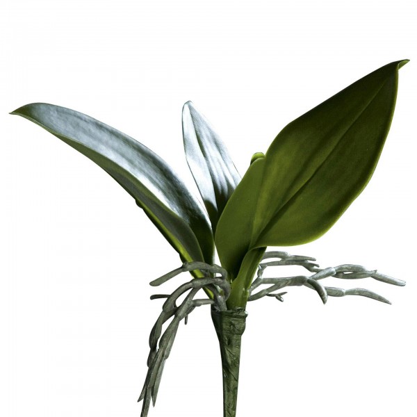 Orchideenblatt 21cm