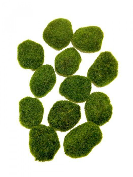 Moos Steine 6-9cm 12St., grün