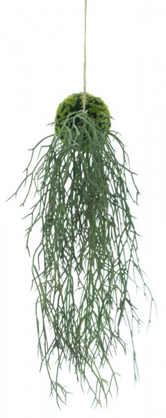 Rhipsalis Hänger 50cm mit Moosballen, grün