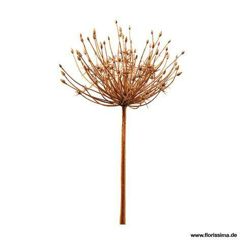 Allium 53cm, braun