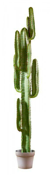Kaktus 160cm im Topf, grün