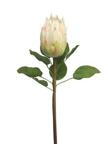 Protea 58cm, weiß