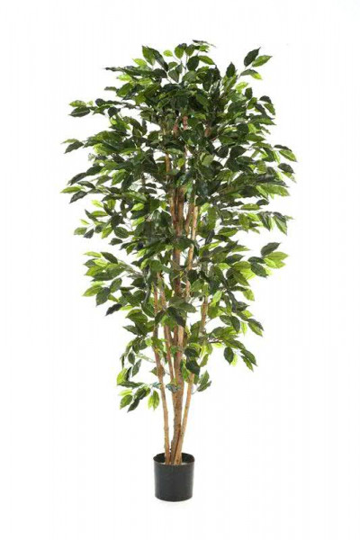 Ficus Nitida 150/180cm im Topf, 1008Bl.