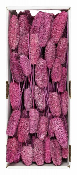 Luffa 10-15cm a.St. FPK 100 frosted nicht farbecht, brombeer