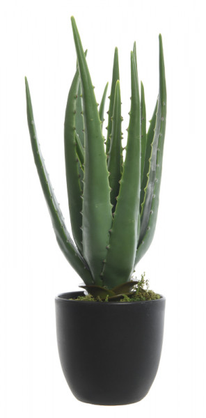 Aloe 35cm im Topf, grün