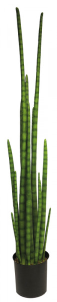 Sanseveria cylindrica 138cm, grün