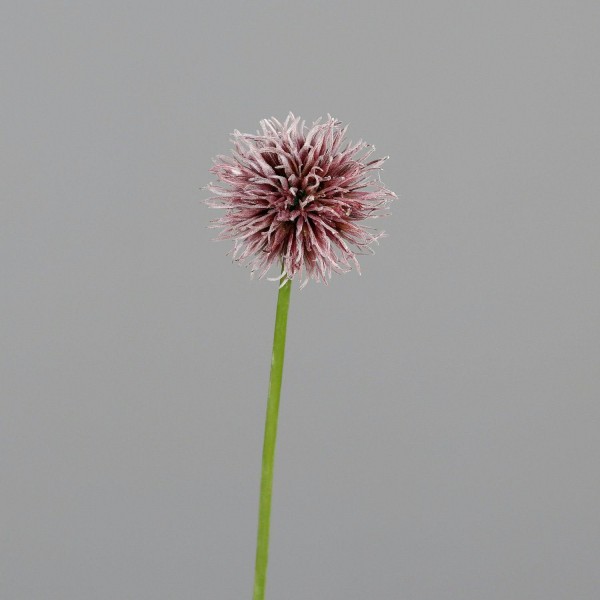 Allium 50cm, altrosa