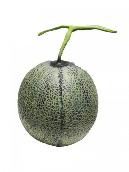 Melone 16cm Cantaloupe
