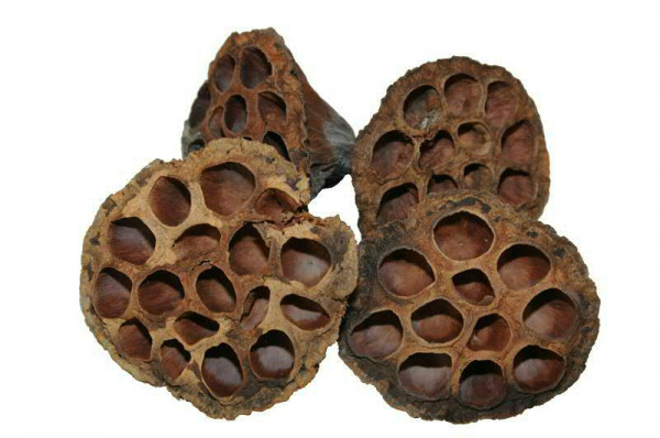 Lotuskolben extra groß 10-12cm, natur