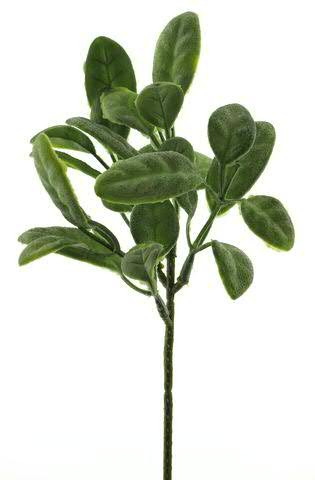 Salbei Pick 25cm, grün