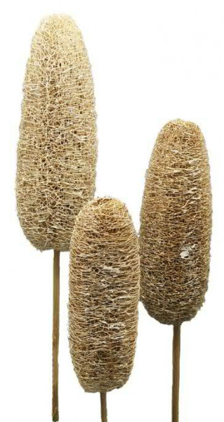 Luffa 10-15cm am Stiel frosted, frosted