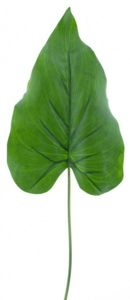 Blatt Calla 40cm, grün