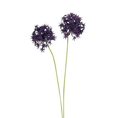 Allium 66cm mit 2 Blüten, lila