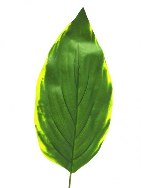 Blatt Hosta 60cm, grün