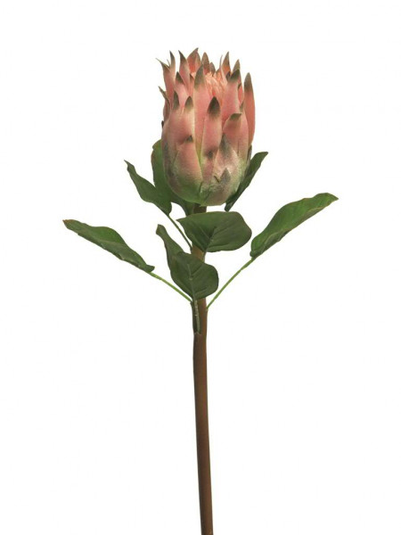 Protea 58cm, pink