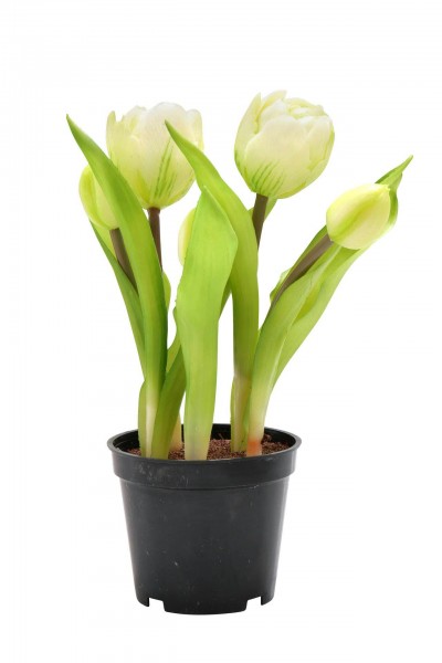 Tulpen im Topf 24cm x5 Aktionspreis, creme