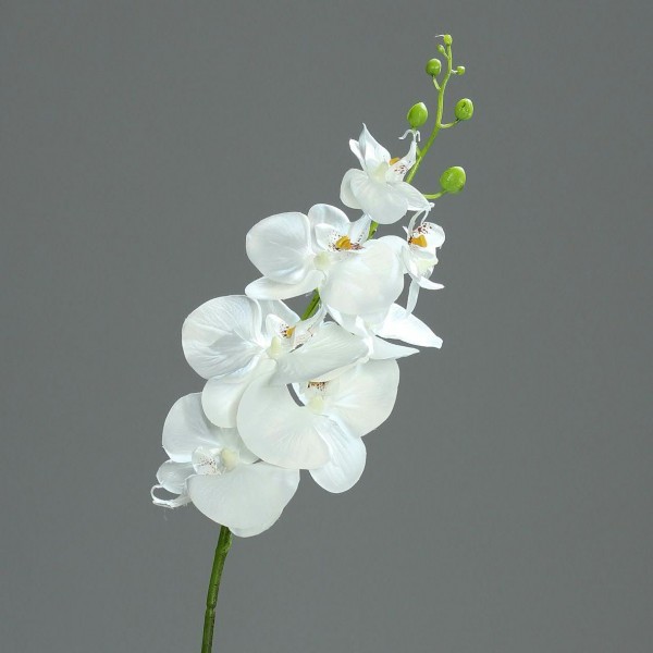 Orchidee Phalaenopsis 83cm 7Blüten, weiß
