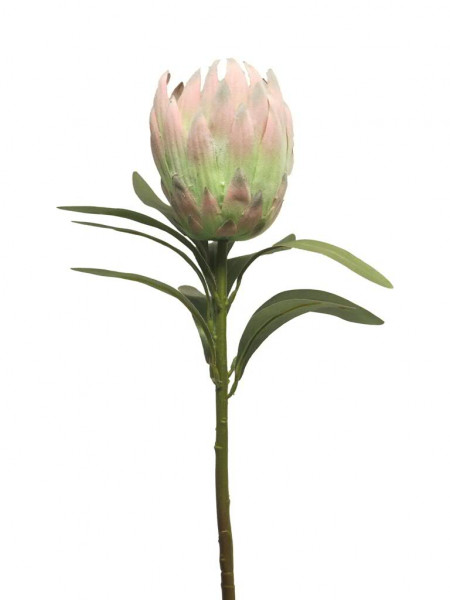 Protea 70cm, pink