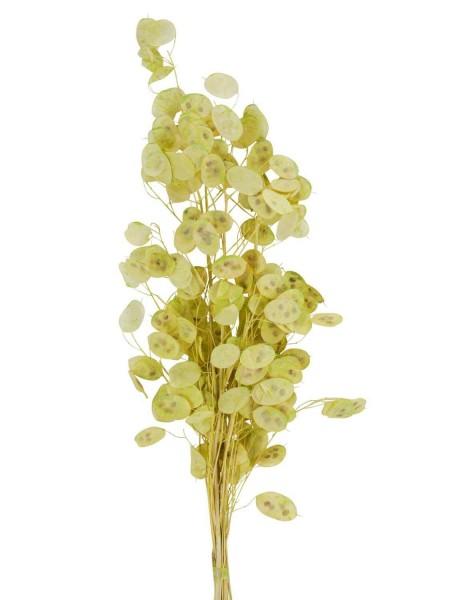 Lunaria Zweige 100g, lindgrün