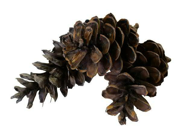 Pinus Peuce Zapfen, dunkel