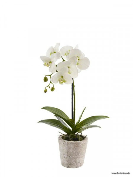 Phalaenopsis 46cm im Topf, weiß