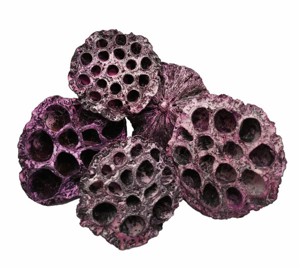 Lotuskolben mittel 6-8cm, frosted nicht farbecht, brombeer