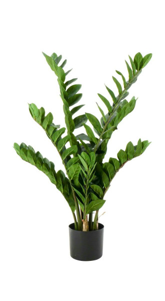 Zamioculcas x9 90cm im Topf 166 Blätter, grün