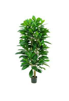Ficus SP 90cm im Topf Ficus elastica/ cyathistipula, grün