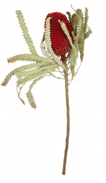 Banksia Prionote 30St.FPK, rot