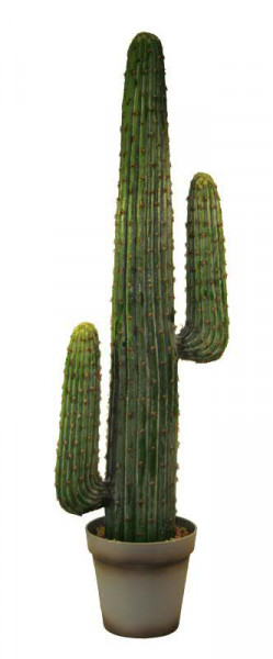 Kaktus SP im Topf 124cm, grün