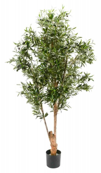 Oliven Baum 180cm 120Früchte twisted Topf D17H15cm 4.160Blatt, grün