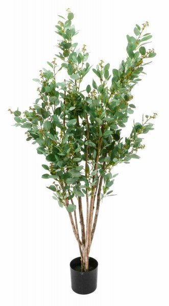 Eucalyptus 105cm im Topf, grün