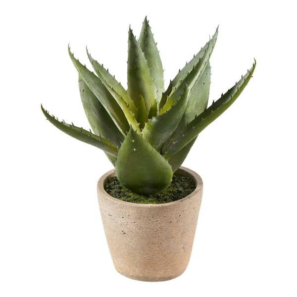 Aloe Pflanze 28cm im Topf, grün