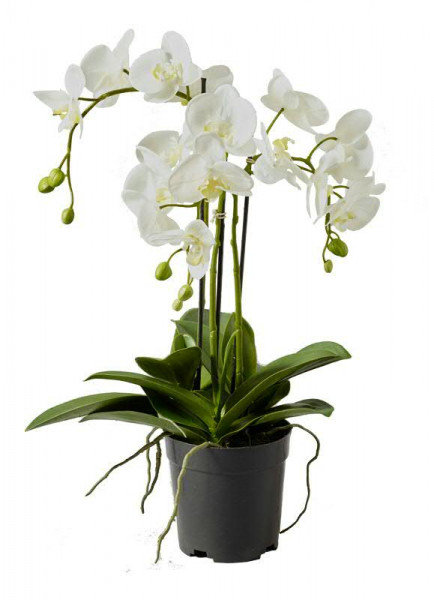 Phalaenopsis 55cm x3 im Topf, weiß