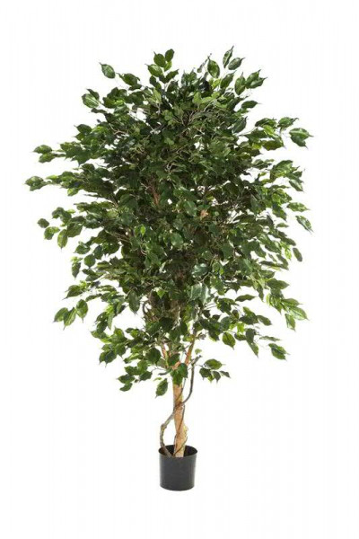 Ficus Exotica Deluxe 210cm im Topf Topf D20H18cm 2.915Bl., grün