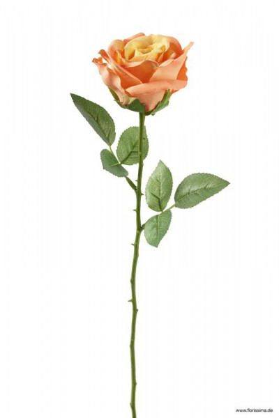 Rose 51cm SP, pfirsich