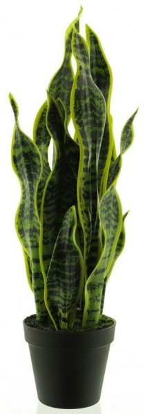 Sanseveria 51cm im Topf, gelb/grün