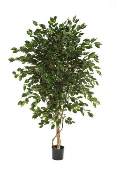 Ficus Exotica Deluxe 240cm im Topf Topf D20H18cm 3.575Bl., grün