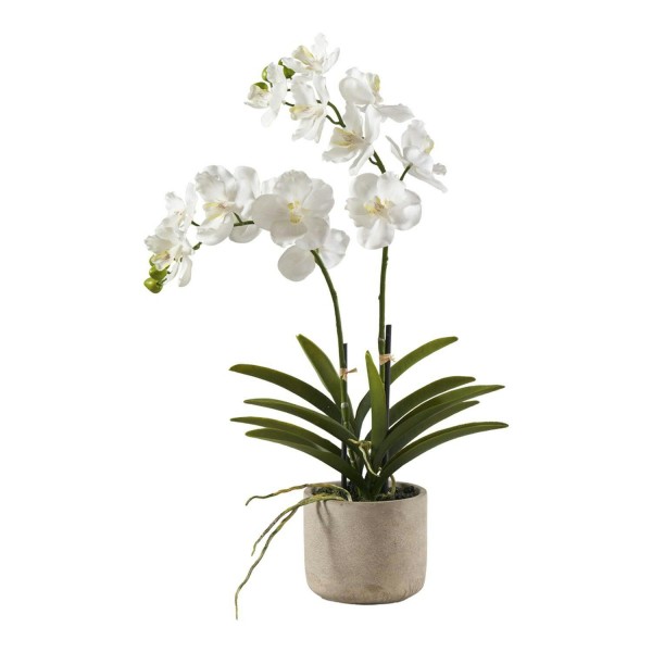 Orchidee x2 60cm im Steintopf, weiß