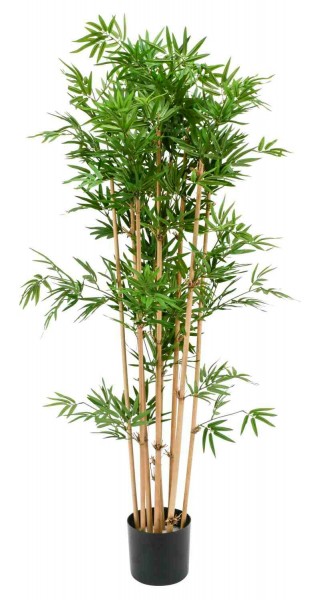 Bambus 150cm im Topf Japanese 1.440Bl., grün
