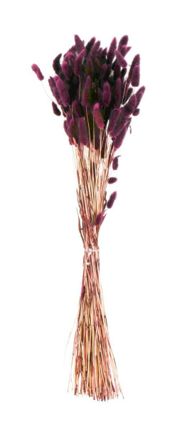 Lagurus 100g, violett