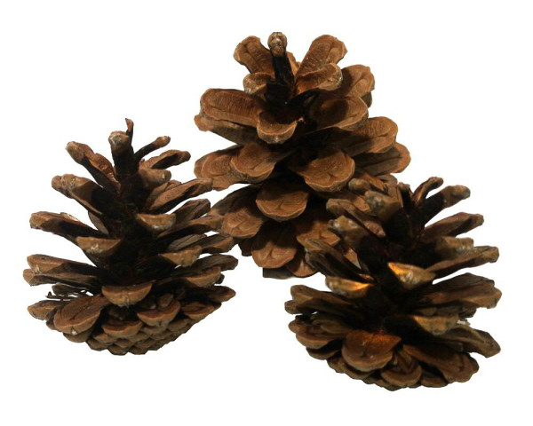 Schwarzkiefer Zapfen 5-8cm, natur