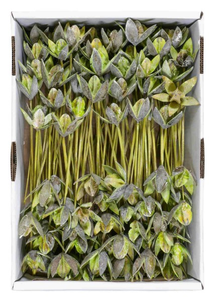 Wildlilie am Stiel 100St. FPK frosted, kiwi